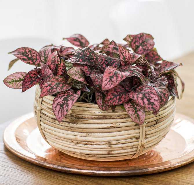 Гипоэстес – удивительное и эффектное растение родом из мадагаскара