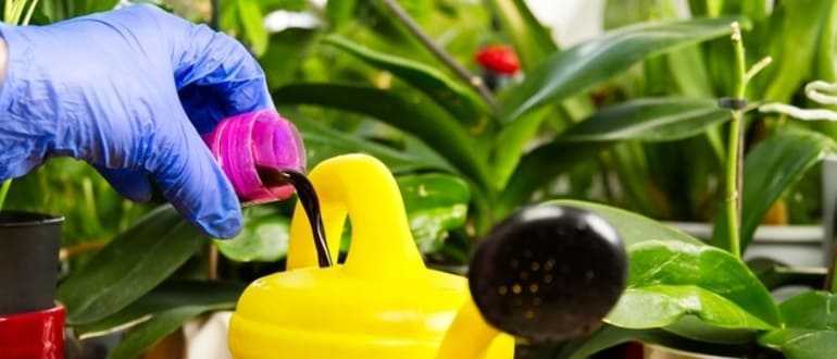 Как правильно удобрять орхидеи: сроки и способы - Проект "Цветочки" - для цветоводов начинающих и профессионалов