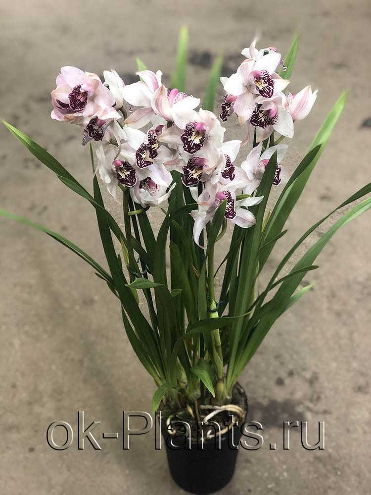 Орхидея цимбидиум: уход в домашних условиях, пересадка, размножение и особенности цветения