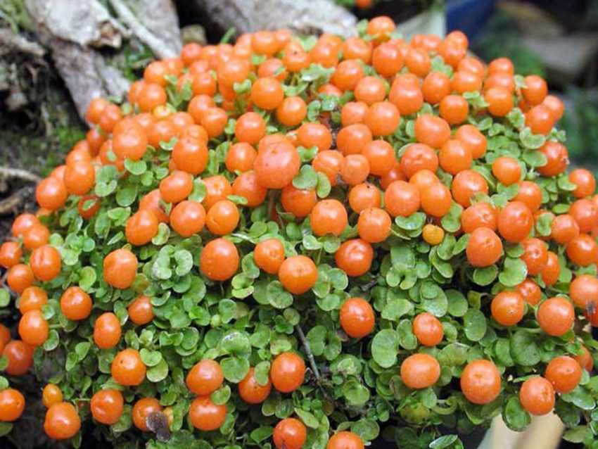 Нертера – интересное комнатное растение, привлекающее яркими ягодами Как ухаживать за чудо-цветком Какие условия необходимы нертере для комфортного
