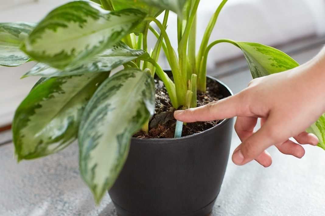 Натуральные удобрения для комнатных растений, топ 10