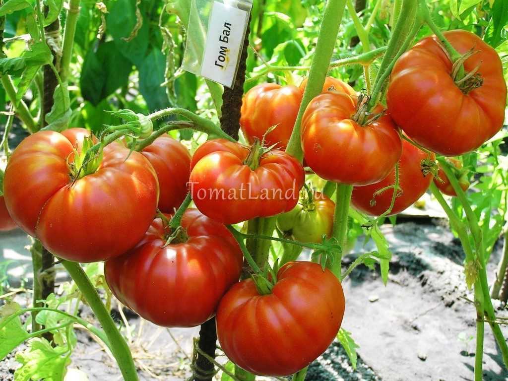 У помидора есть одно очень большое достоинство ― его можно растить круглый год Однако самый большой урожай томатов можно собрать лишь в летнее время