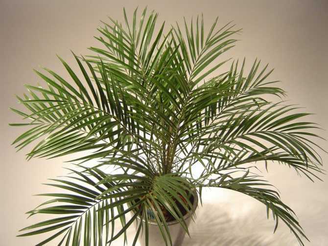 Как вырастить финиковую пальму из косточки в домашних условиях