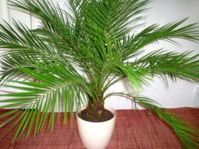 Растение цикас — экзотическая пальма в «панцире»! правила ухода в домашних условиях