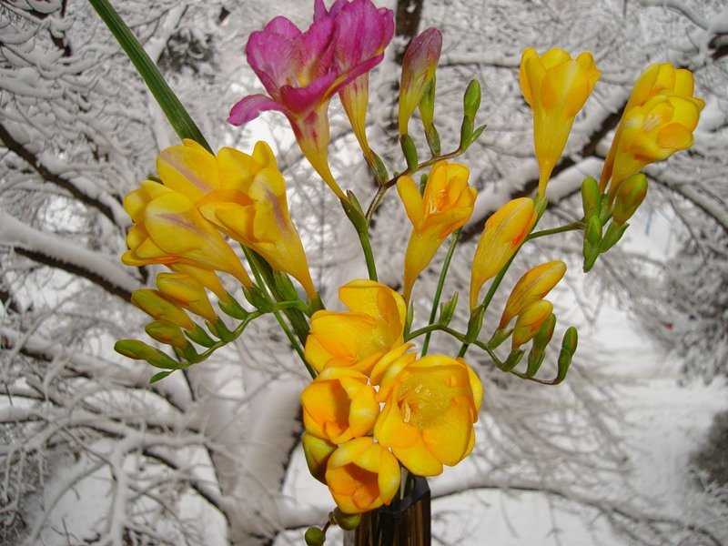 Цветок фрезия - уход	и выращивание в саду и в домашних условиях