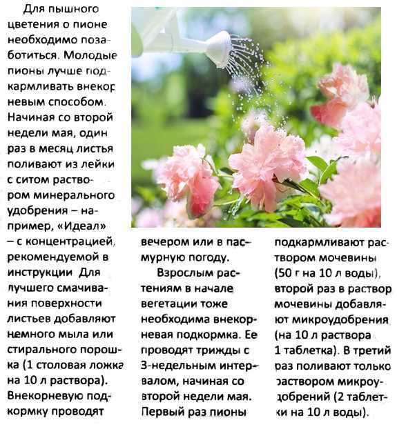 Уход за травянистыми пионами весной, летом и осенью - Проект "Цветочки" - для цветоводов начинающих и профессионалов