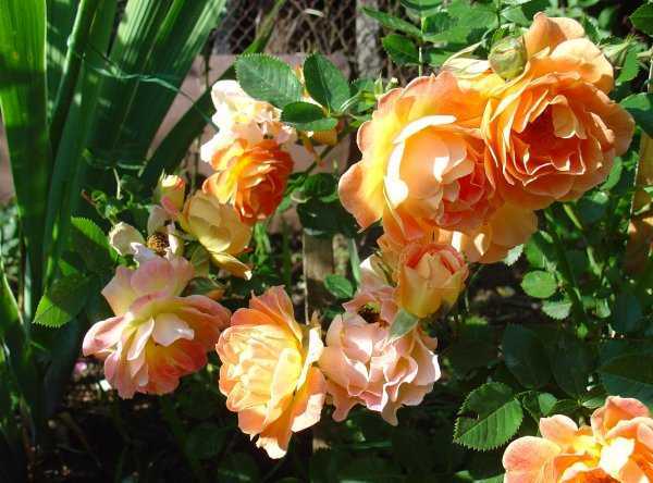 Посадка почвопокровных роз и особенности уход за стелющимися сортами