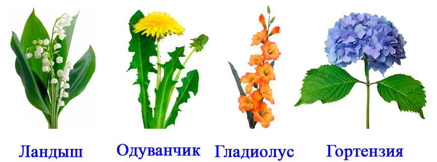 Цветущие все лето почвопокровные многолетники: название, описание и фото стелящихся растений