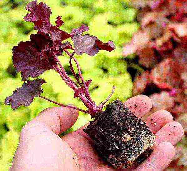 Посадка гейхеры и уход за ней (26 фото): выращивание многолетнего цветка в открытом грунте. как пересадить растение осенью?