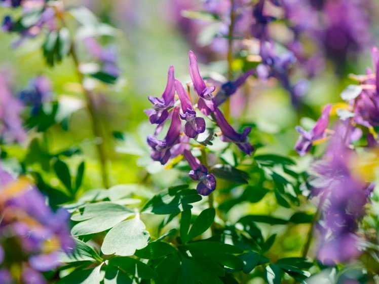 Цветок хохлатка: как выглядит, фото и описание разных видов растения, выращивание в открытом грунте