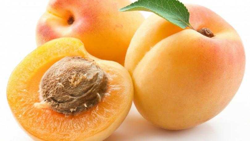 Как вырастить абрикос из косточки в домашних условиях