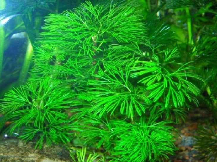 Кабомба — это красивое растение, способное украсить любой аквариум Какие виды этой водоросли существуют и как ухаживать за насаждениями Описание сортов,