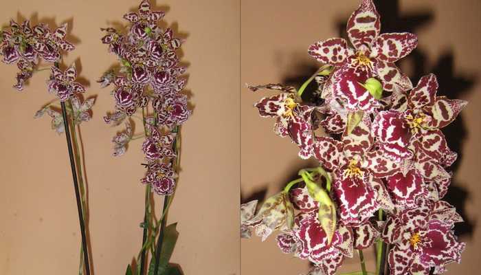 Орхидея одонтоглоссум: выращивание, уход, виды