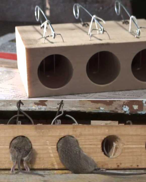 Как эффективно избавиться от мышей на даче, раз и навсегда