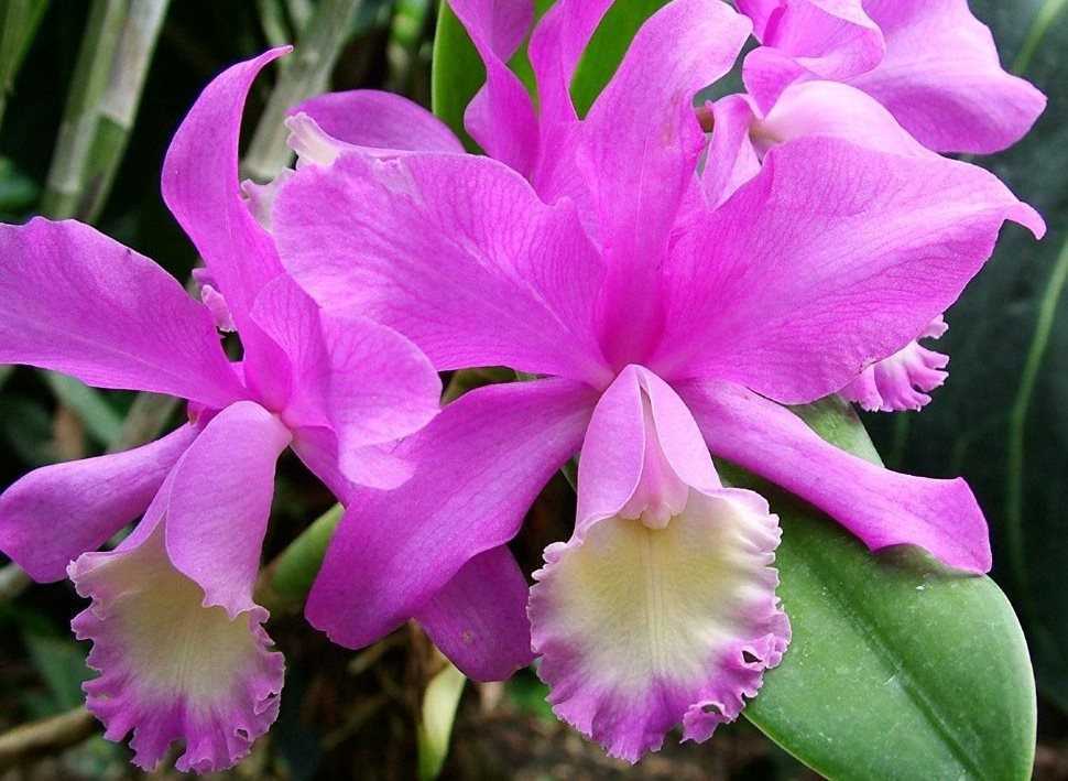 Каттлея фото орхидеи, уход в домашних условиях, пересадка, цветение, полив, размножение