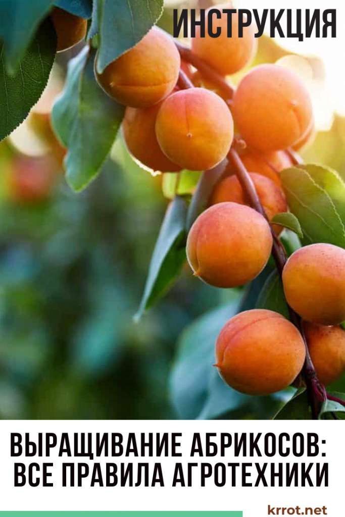 Условия выращивания абрикоса из косточки и посадка саженцев: видео размножения и обрезка абрикоса