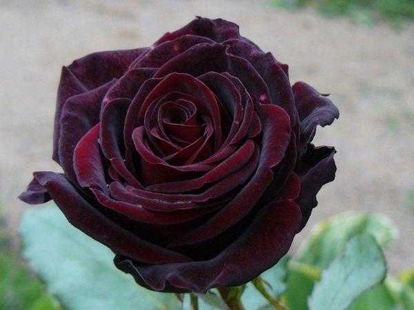 Роза черная магия, фото. правила выращивания