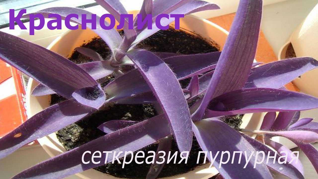 Сеткрезия или традесканция пурупурнолистная, правила ухода за растением