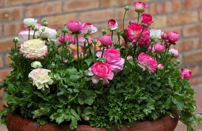 Лютик садовый – растение, отличающееся обильным и продолжительным цветением при минимальном уходе Используется для выращивания на клумбах, в горшках и вазонах,