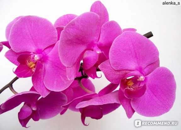 Белая орхидея: уход в домашних условиях, как пересаживать и удобрять