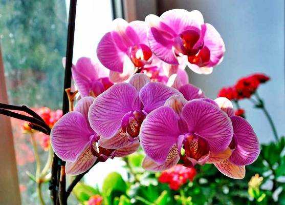Уход и выращивание орхидей в домашних условиях: видео о том, как правильно организовать уход за ними