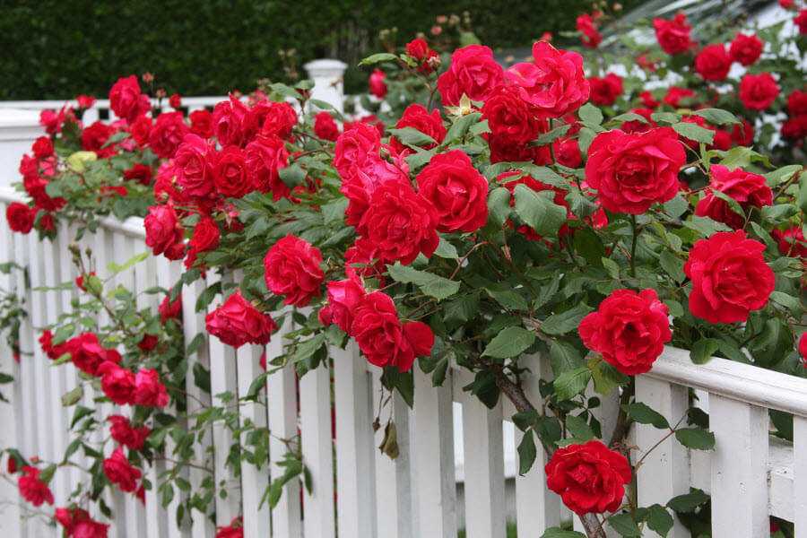 6 типичных ошибок в уходе за розами | о розе