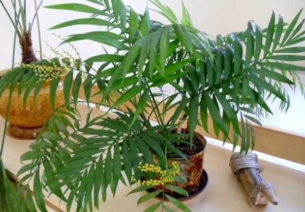 Хамедорея: уход в домашних условиях, секреты содержания пальмы
