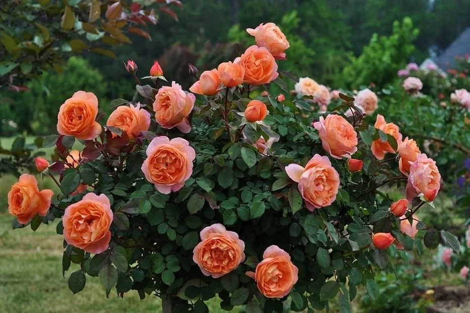 Роза шарлотта (charlotte) — описание сорта
