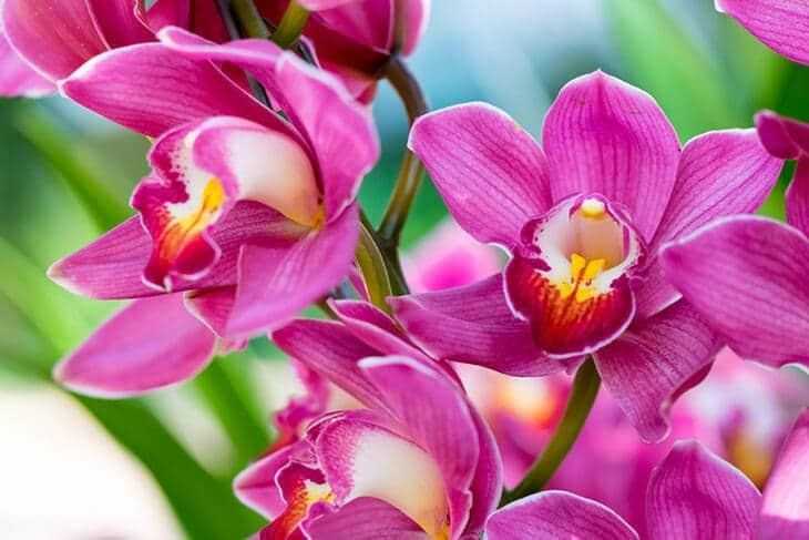 Орхидея «дендробиум»: описание, фото, уход в домашних условиях