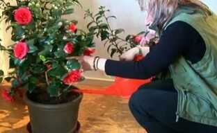 Камелия японская (28 фото): уход за комнатным растением японика с махровыми цветами в домашних условиях, посадка семян и выращивание