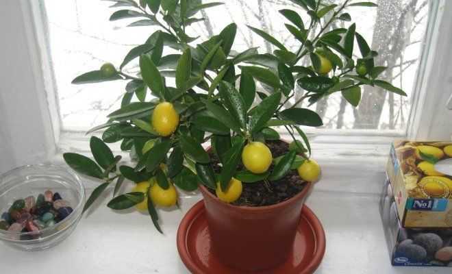 Как привить лимон в домашних условиях чтобы он плодоносил
как привить лимон в домашних условиях чтобы он плодоносил