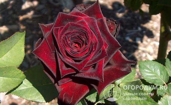 Роза «black baccara»: описание и особенности выращивания