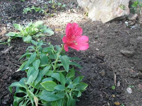 Альстромерия: выращивание и уход в открытом грунте | растюнька