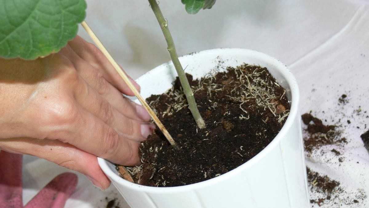 Комнатный абутилон: выращивание из семян