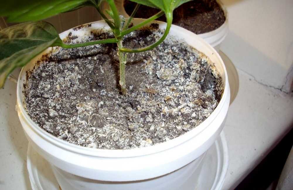 Плесень в горшках комнатных растений: белая плесень и мох. как избавиться от нее на цветах, почве и листьях?