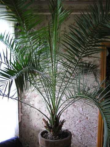 Финиковая пальма: особенности выращивания в домашних условиях
