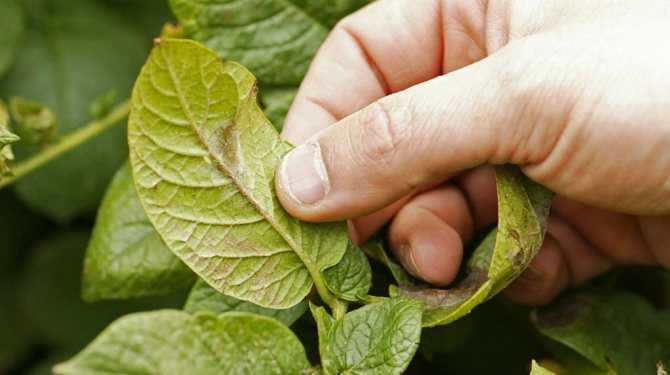 Иммуноцитофит | научные статьи | как сохранить здоровье растений и сэкономить на пестицидах?