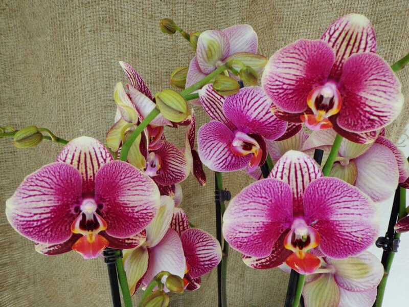 Цветы, похожие на орхидею: виды и сорта цветка с фото, названия родственников растения, чем похожи цветы - длинными и узкими листьями или крупными цветками
