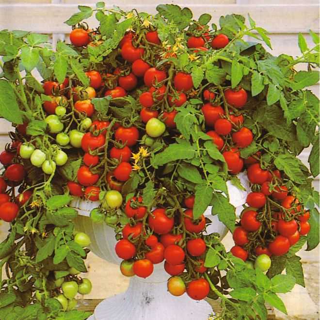 Выращивание помидоров из семян в открытом грунте: посадка и правила ухода