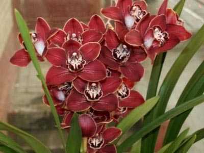 Орхидея цимбидиум: описание сорта с фото, посадка и уход в домашних условиях, пересадка, размножение