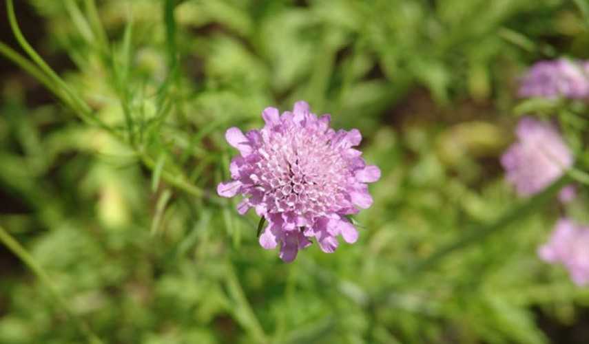 Цветок скабиоза японская многолетняя: выращивание