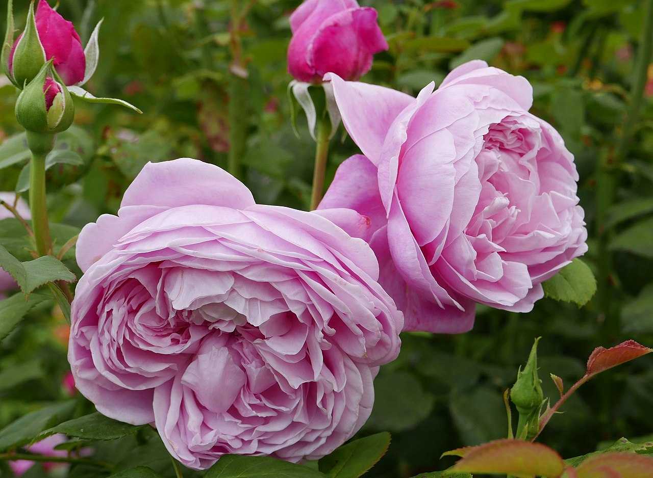 Роза шарлотта (charlotte) — описание сорта