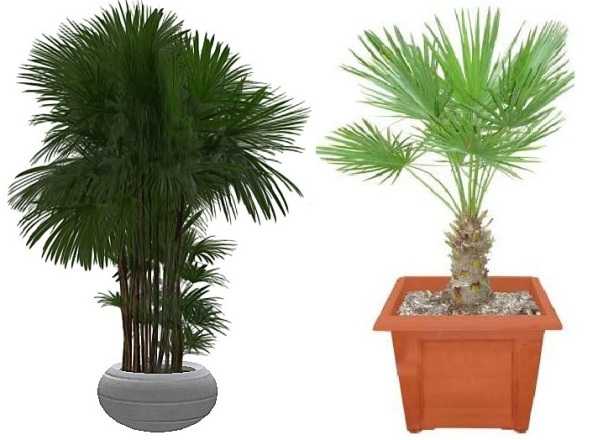 Уход за пальмой в домашних условиях: советы для начинающих цветоводов