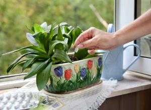 Цинерария комнатная - фото цветка, посадка и уход, грунт, выращивание из семян в домашних условиях