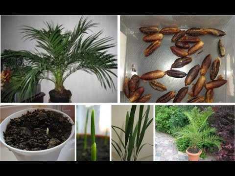 Как размножить пальму в домашних условиях: советы для начинающих