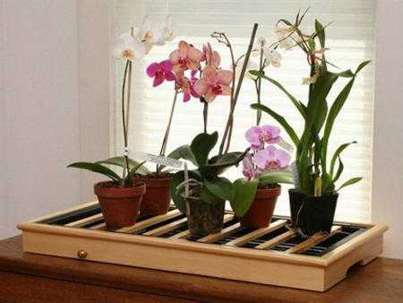 Удобрение для орхидей: популярные магазинные составы и лучшие народные средства + сроки и разновидности подкормок