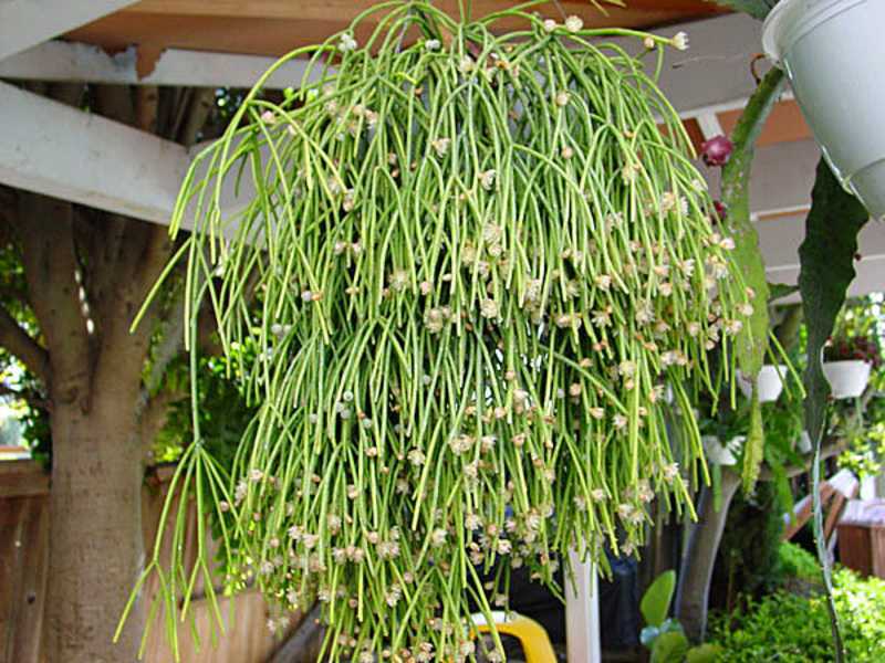 Рипсалис - ампельный лесной кактус. домашние виды и уход за ними