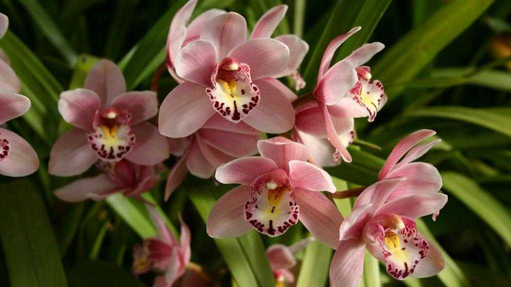 Познакомьтесь с южноазиатской красавицей - орхидеей дендробиум нобиле