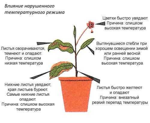Влияние температуры на растения: высокая и низкая темпаратуры для цветов и режим проветривания для лучшего роста
