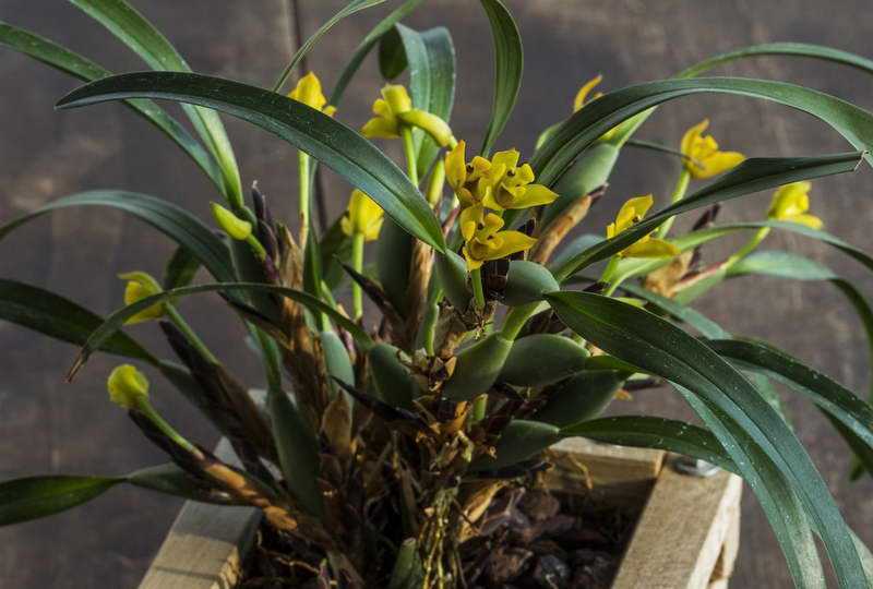 Орхидея седирея: описание, отзывы, посадка и уход в домашних условиях, пересадка